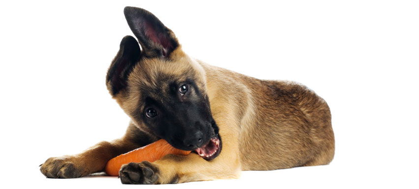 What Vegetables Can Dogs Eat