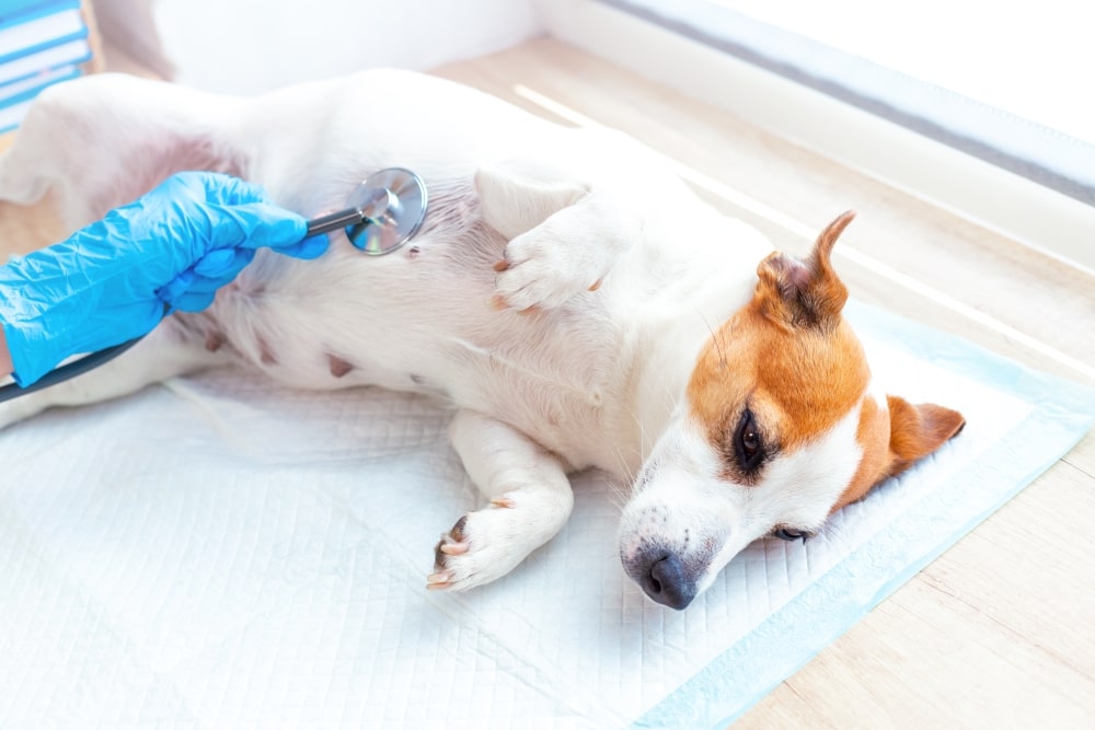 Image showcasing Dog Food Allergy Symptoms - Signs, Diagnosis, and Treatment
