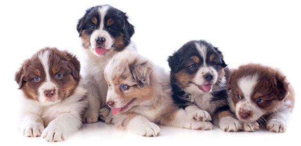 Dog Food Allergy Symptoms