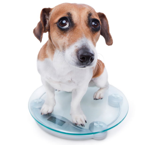Ways to Help Your Dog Lose Weight