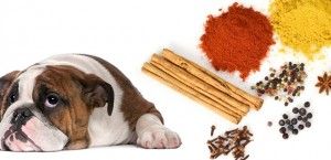 Herbs and Spices for Dogs