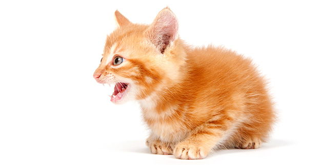 5 Reasons Why Cats Cry at Night