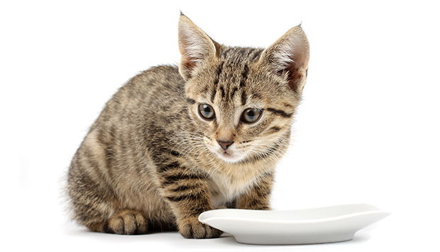 Cat Food Recipes