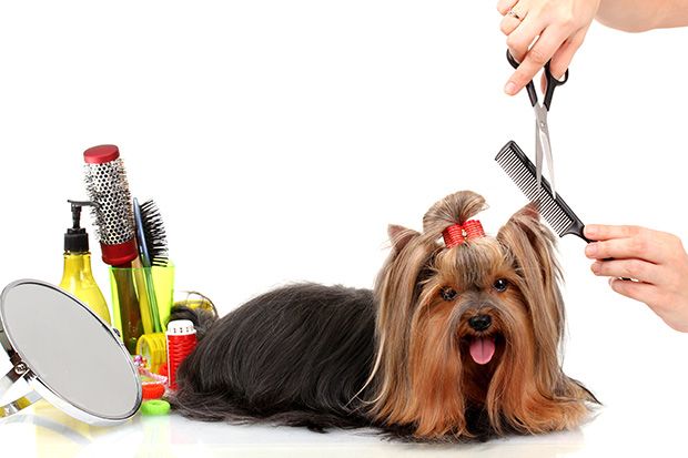 6 Dog Grooming Tips | The Munch Zone