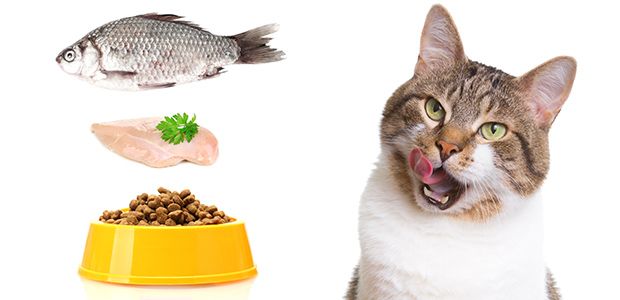 Homemade Cat Food Recipes