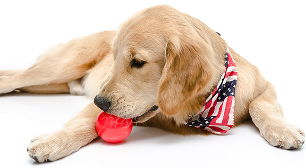 Most Popular Dog Breeds in The United States