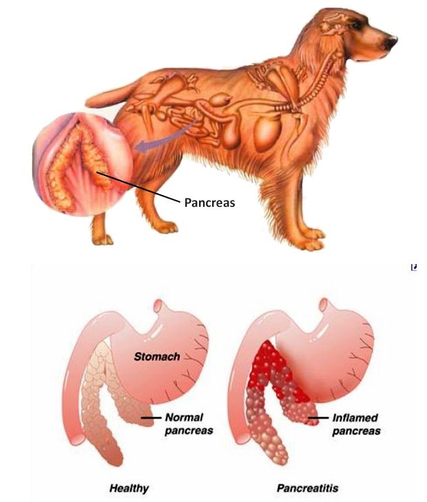 View of Pancreatitis in Dogs | The Munch Zone