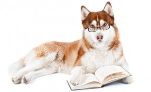Smartest Dog Breeds