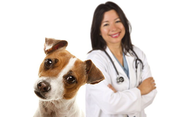 lack of taurine in dogs