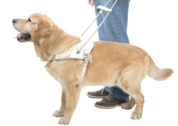 The Important Jobs of Service Dogs