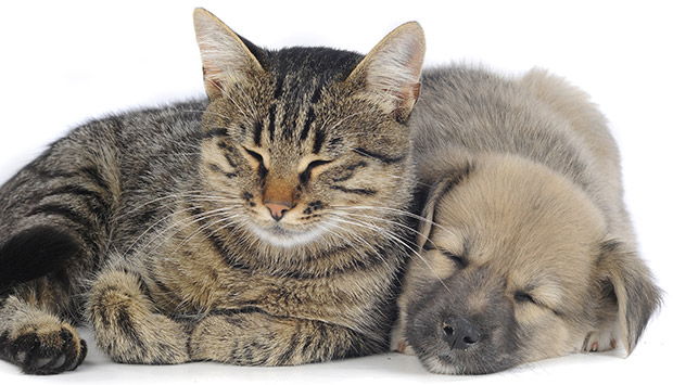 Tips for Helping Cats and Dogs Get Along