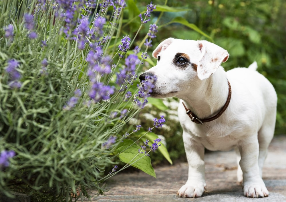 Toxic Plants for Dogs: Essential Guide for Pet Owners