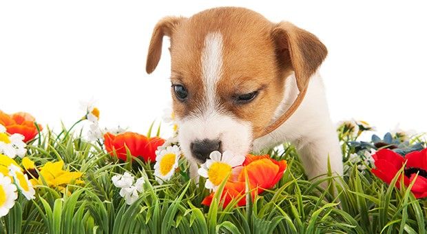 Toxic Plants for Dogs