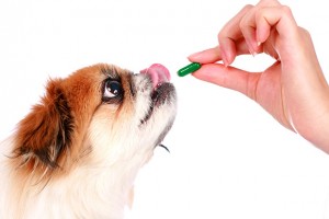 Tramadol for Dogs