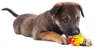 Overcoming Your Dog’s Toy Obsession