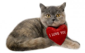 Signs Your Cat Loves You