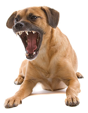 Aggressive Body Language in Dogs