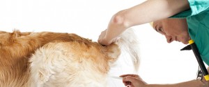 Artificial Insemination in Dogs