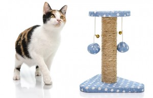 Best Toys for Cats
