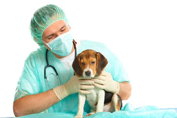 Cancer in Dogs - Symptoms, Diagnosis and Treatment
