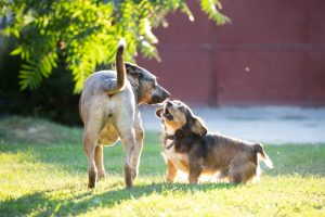 Two dogs engaging in communication through body language in a park