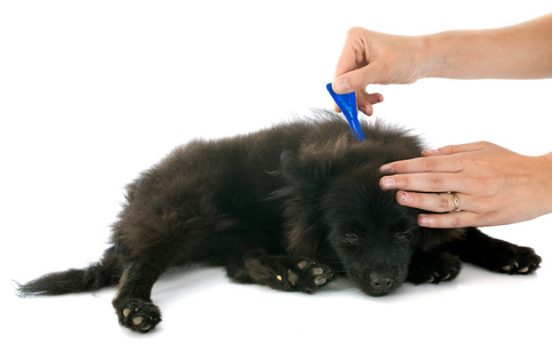 How to Get Rid of Fleas on Dogs