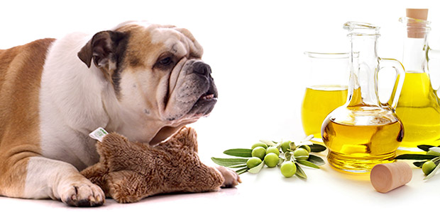 Olive Oil for Dogs