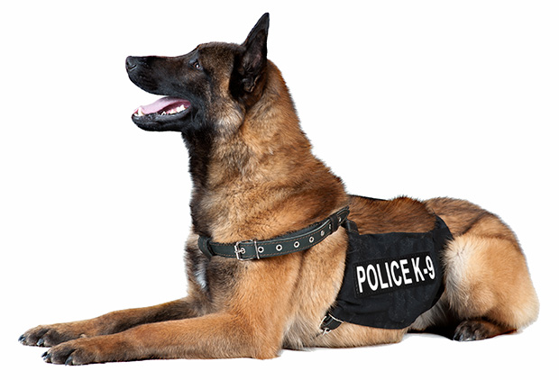 Police Dog with Police K-9 Vest