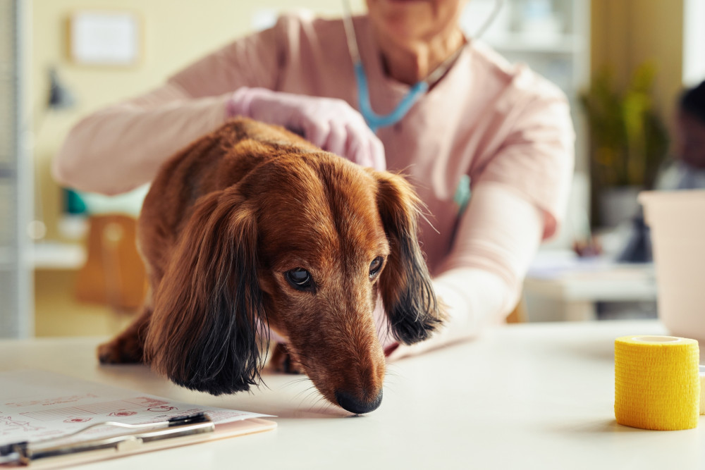 Symptoms of Cancer in Dogs