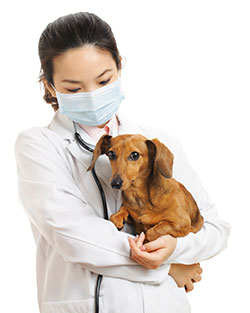 Treatment of Diarrhea in Dogs - Going to The Vet