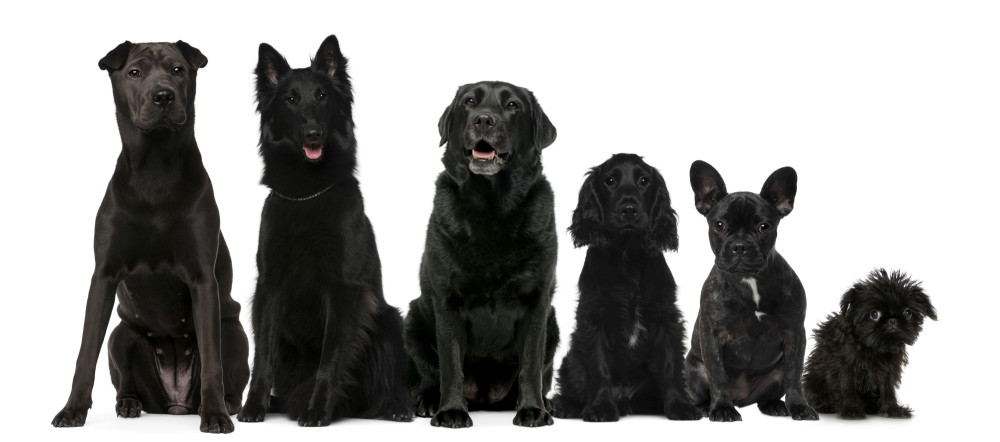 A variety of black dog breeds showcasing their unique features and sizes