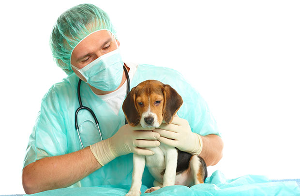 Treatment for Kennel Cough