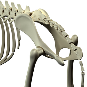 Dog Pelvis Hip Anatomy - Hip Dysplasia in Dogs