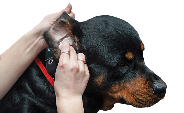 Properly Clean Your Dog’s Ears