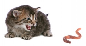 The Most Common Worms in Cats