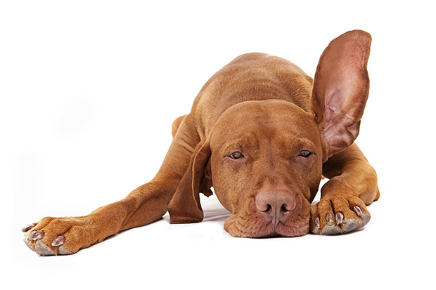 Tips for Cleaning Your Dog’s Ears