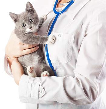 Treatment of FIP in Cats