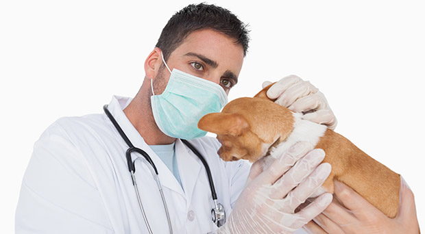 Ear Infections in Dogs