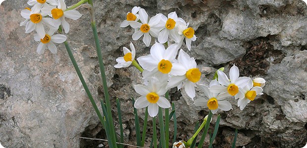Narcissus Bulbs