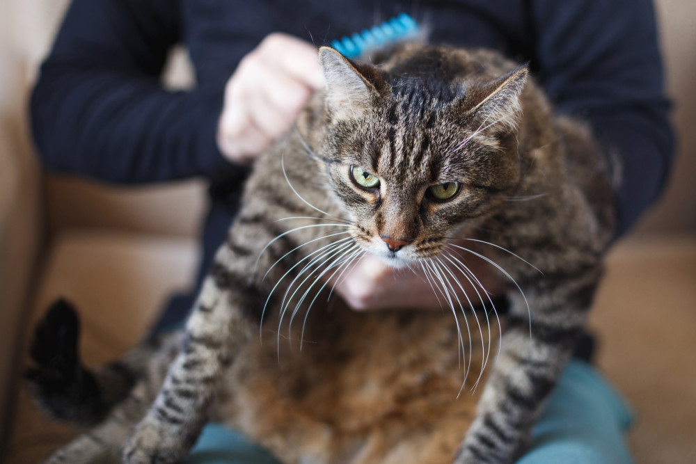 Symptoms of Feline Diabetes - Cat Diabetes