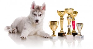 Annual Dog Show Events
