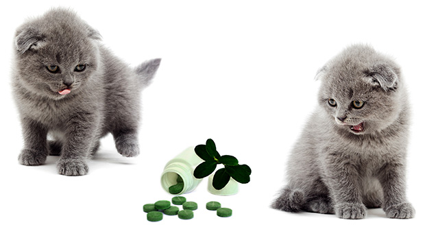 Antihistamines for Cats