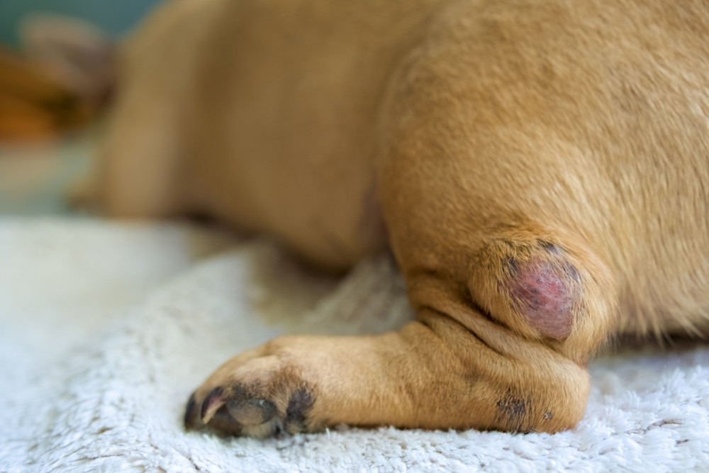 Symptoms of Lymphoma in Dogs