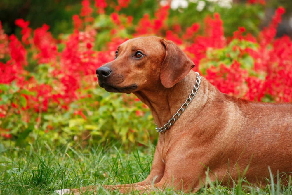 Hypothyroidism in Dogs - Symptoms, Treatment, and Management