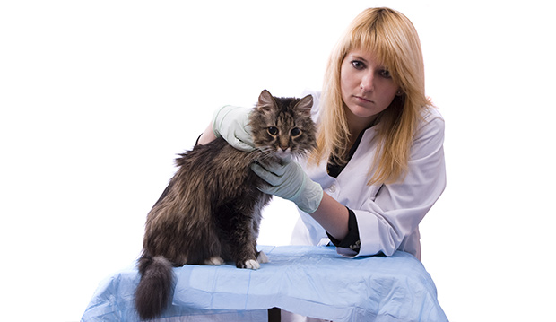 Treating Lymphoma in Cats