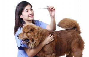 Causes and Symptoms of Mucus in Dog Stool