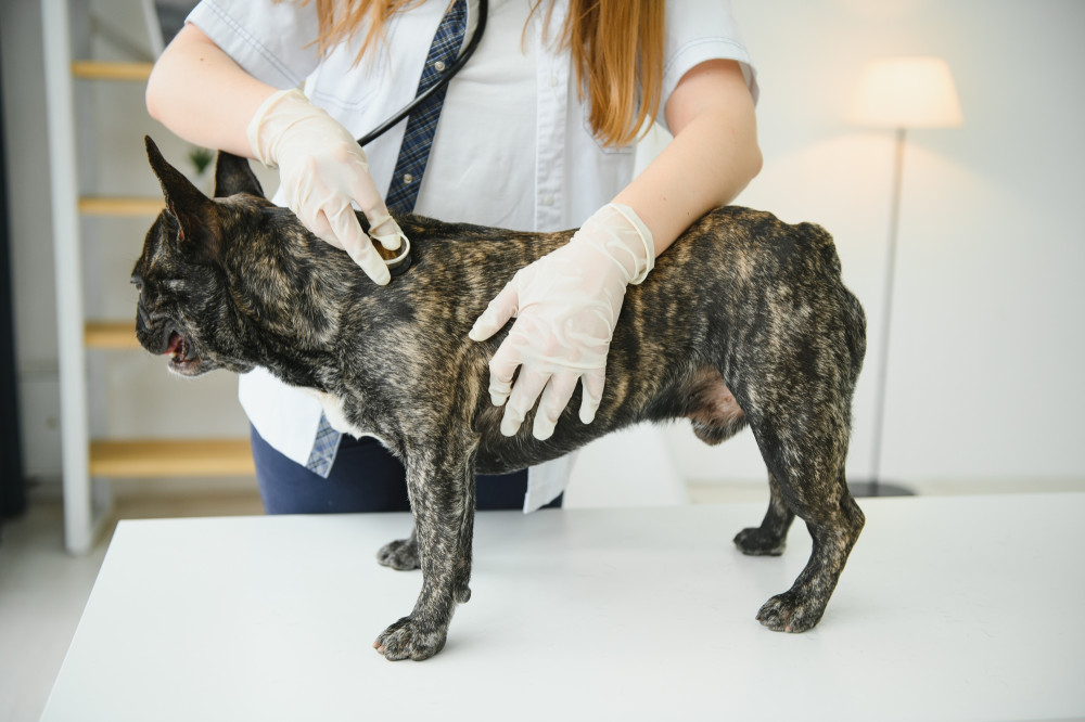Staph Infection in Dogs - Understanding, Treating, and Preventing