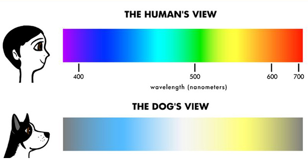 Can Dogs See Colors?
