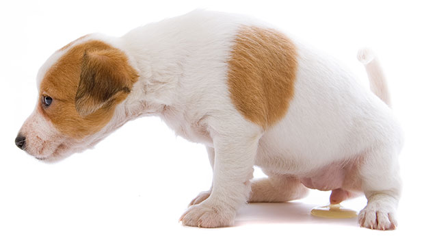 Symptoms of Urinary Tract Infections in Dogs
