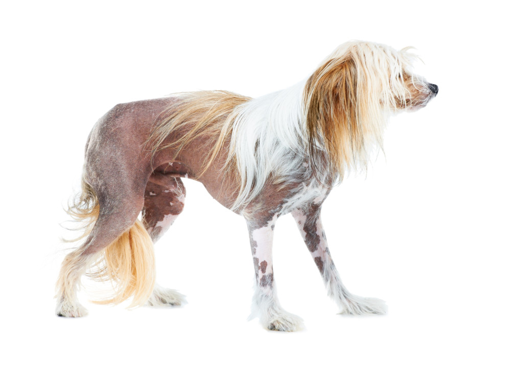Hair Loss In Dogs